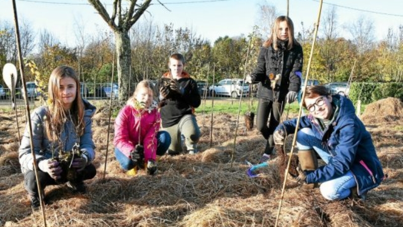 Projet Mini-Big Forest au collège