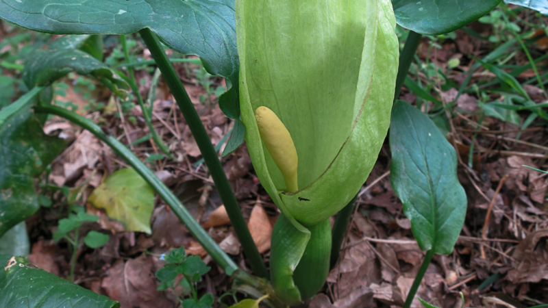 Arum italicum - Crédit photo : Ghislaine AIRAUD