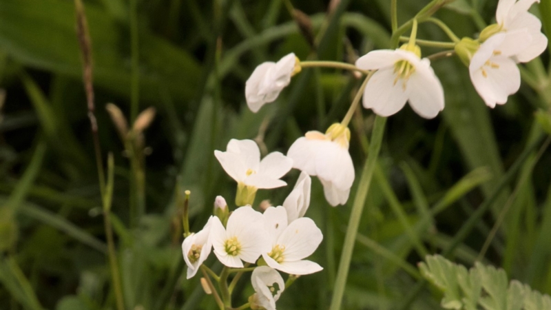 Cardamine des pres - Crédit photo : Ghislaine AIRAUD