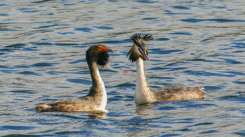 Grebes huppes - 