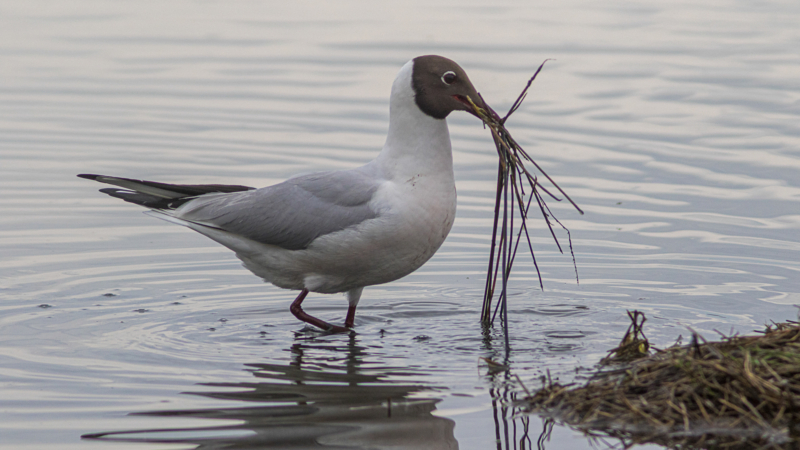 Mouette rieuse - Crédit photo : Dominique MARQUES