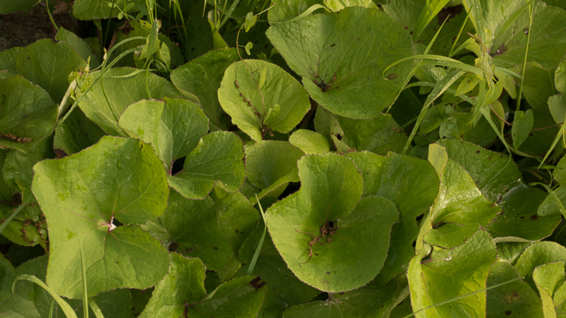 Petasites fragans - Crédit photo : Ghislaine AIRAUD