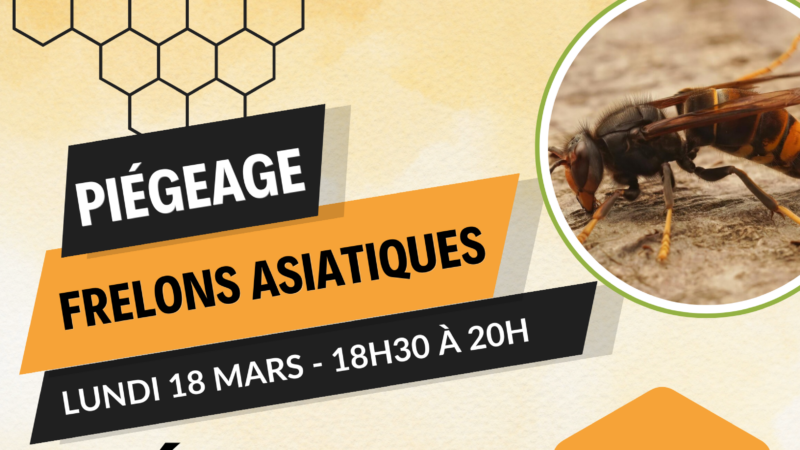 Réunion publique – piégeage des frelons asiatiques * Lundi 18 mars