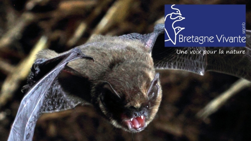 Bretagne vivante – Sortie nocturne chauves-souris