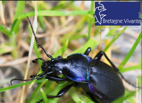 Bretagne vivante – Sortie nature Entomologie